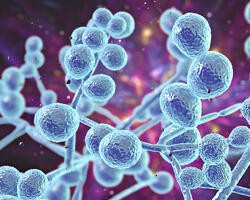 Ефекти на Lactobacillus bulgaricus DWT1 при вулвовагинална кандидоза