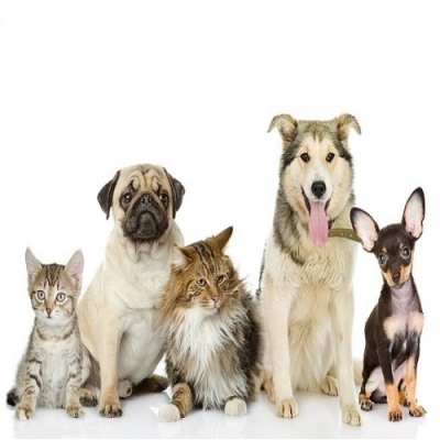 д-р Иван Богданов &ndash; Ветеринар гр. Стара Загора